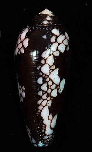 Conus episcopatus black - conus,
