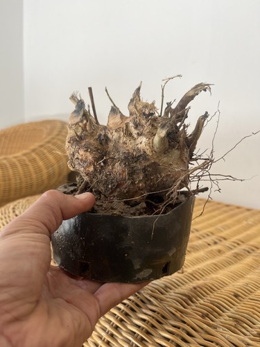 Bonsai olivastro pianta - ,