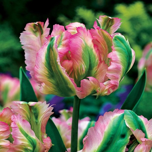 Tulipani bulbi fiori - bulbi,