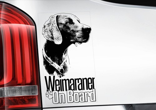 Weimaraner dog car window - dog,