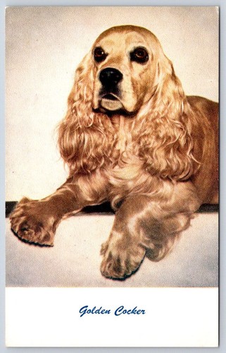 Ritratto cane vintage - di,