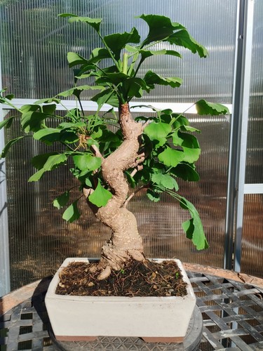 Bonsai ginkgo biloba kifu - bonsai, di