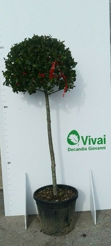 Pianta agrifoglio ilex - di,