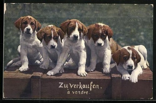 Vendita cinque cuccioli di - cuccioli,