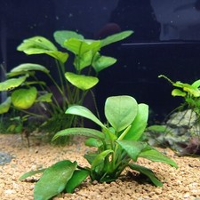 acquario usato completo di accessori e mobile nero con vetro antideformante 