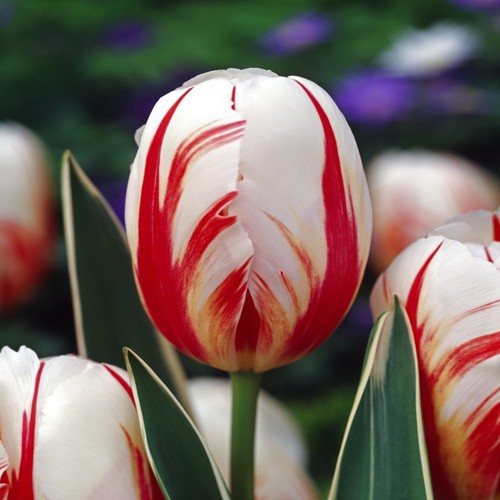 Tulipani bulbi fiori - bulbi, di