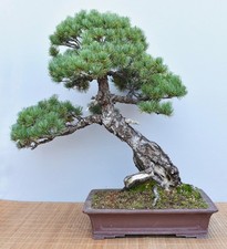 Bonsai di Pino da Esterno