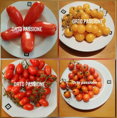 100 semi pomodoro conserva25 - semi,