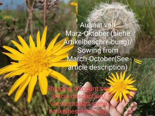 Wiesen bocksbart tragopogon - bocksbart,,