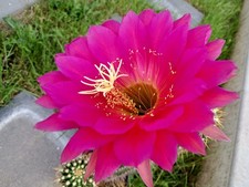 Ibrido di Trichocereus RL.2011.2268.KRU.1. Bellissimo gruppo.