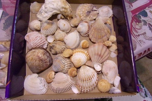 Conchiglie marine diverse