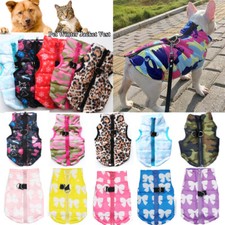 Chihuahua Piccolo Animali