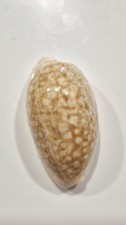 Ciprea chinensis bargain - chinensis, bargain!!
