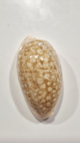 Ciprea chinensis bargain - chinensis,