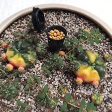 50/100 Pz/Confezione Portatile Con Coperchio Radice Acquario Vivaio Pentole Fert