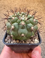 Copiapoa Cinerea PV 2152