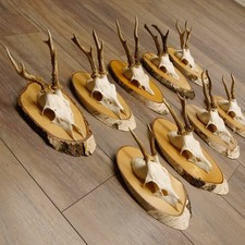 9 Pezzi Di Corna Di Capriolo Su Cartelli Di Betulla 22.1219