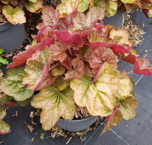 Heuchera hybrida apricot - x, 'apricot'®