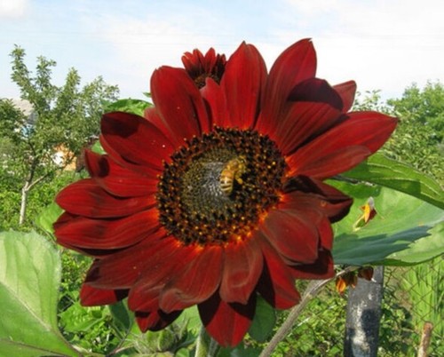 Girasole seёds 250 semi di - 250,