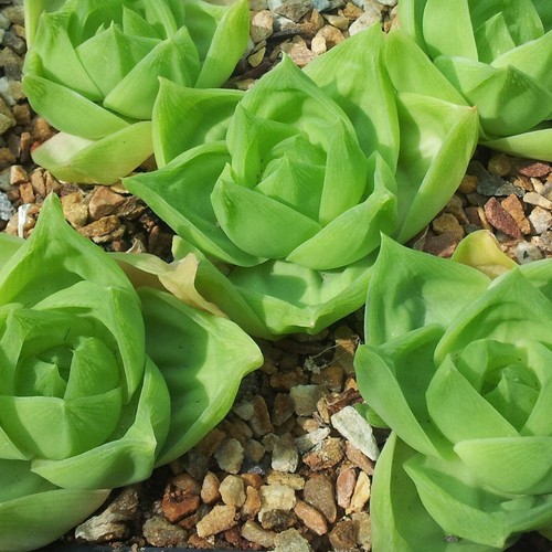 Haworthia cymbiformis - ,