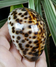 Cypraea pantherina coquillage