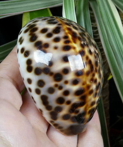 Cypraea pantherina coquillage