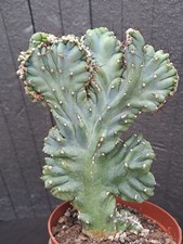 Cereus peruvianus f. CRISTATA