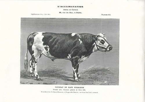 Stampa antica toro - antica, razza