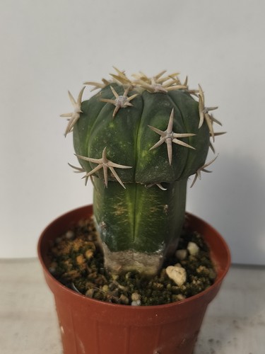 Echinocactus horizontalonius - echinocactus,