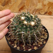 Notocactus submammullosus Vaso