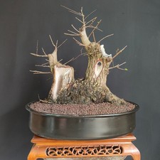 PRE BONSAI ESEMPLARE DI OLMO