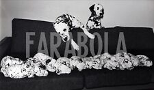Foto vintage Animali, 15 cuccioli di dalmata, 1970,  stampa 21 x 27 cm