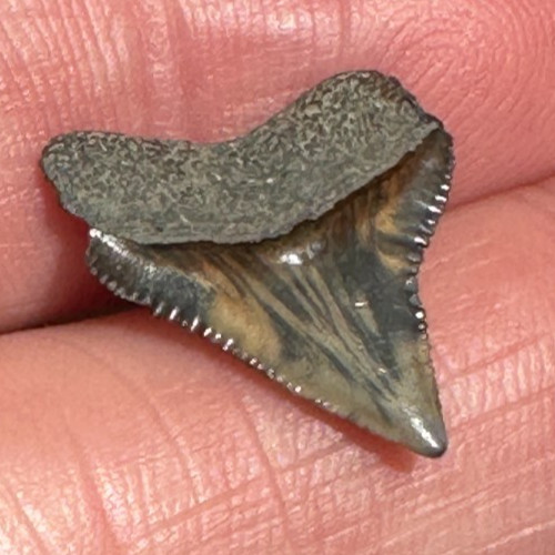 Dente squalo toro - squalo, fossile