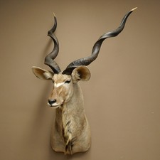 Testa Di Kudu Con Corna