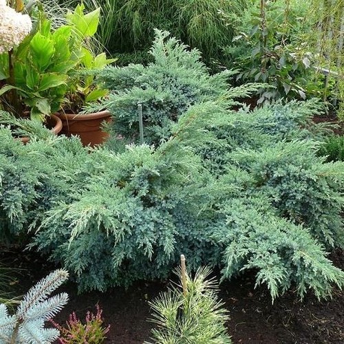 Juniperus blu swede - juniperus,