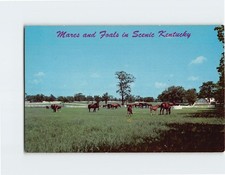 Cartolina Mares e puledri in