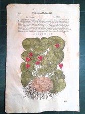 MATTIOLI MATTHIOLI Erbario a