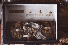 Teca Entomologica scolastica