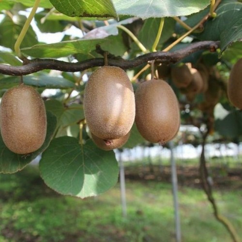 Pianta frutto kiwi femmina - pianta,