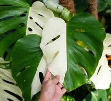 Half Moon Monstera Albo