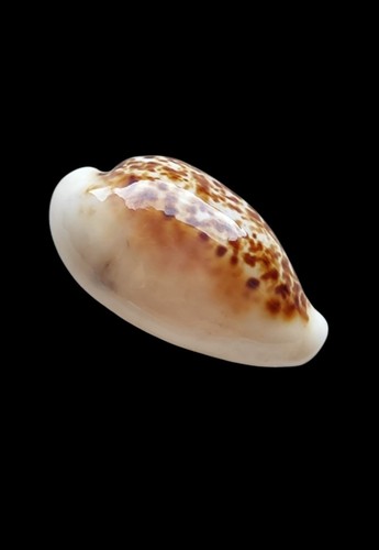 Shell conchiglia cypraea - shell,