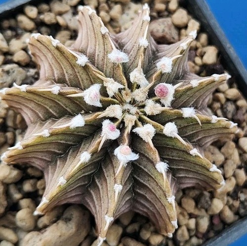 Gymnocalycium var