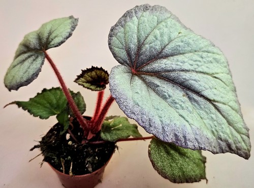 Begonia anima fenicottero - begonia,