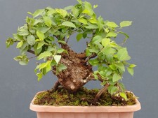 Bonsai olmo campestre 35x33cm - bonsai,