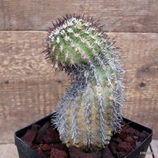 D3649 ISLAYA GRANDIS