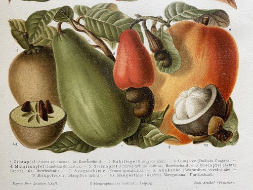 Grafica antica pomologia - grafica,
