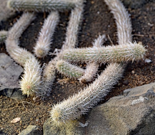Stenocereus machaerocereus - stenocereus,