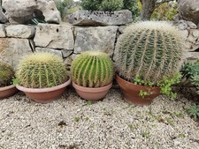 Echinocactus grusonii cuscino - echinocactus, grusonii-