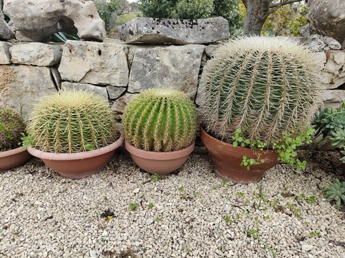 Echinocactus grusonii cuscino - echinocactus, grusonii-