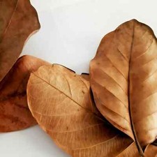 FRUTTA JACK ESSICCATA 100 PZ